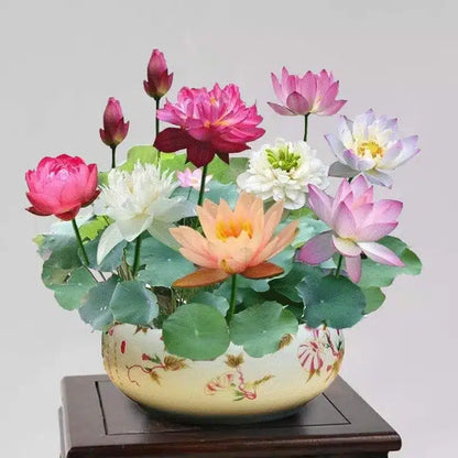 Hortus™ Decoratief Lotusbloem Zaadpakket