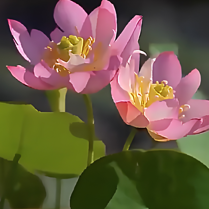 Hortus™ Decoratief Lotusbloem Zaadpakket