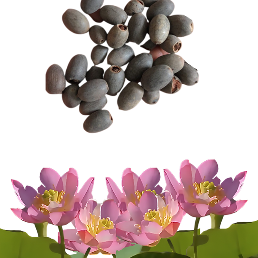 Hortus™ Decoratief Lotusbloem Zaadpakket