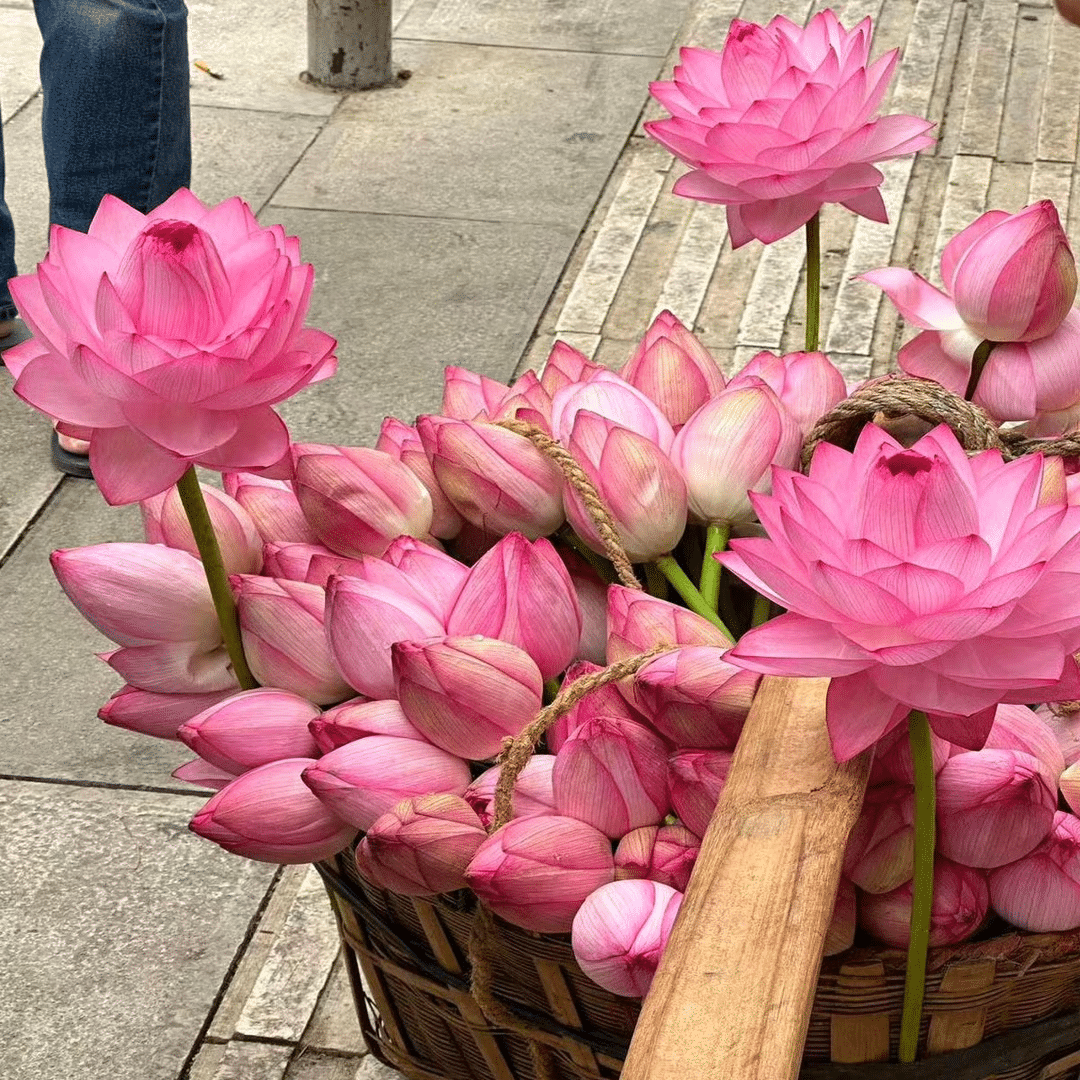 Hortus™ Decoratief Lotusbloem Zaadpakket