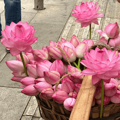 Hortus™ Decoratief Lotusbloem Zaadpakket