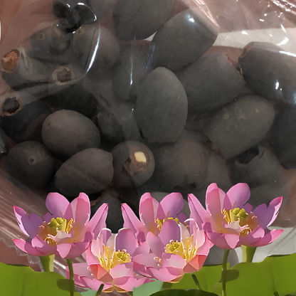 Hortus™ Decoratief Lotusbloem Zaadpakket