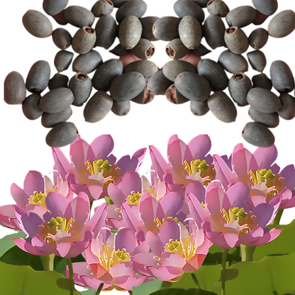 Hortus™ Decoratief Lotusbloem Zaadpakket