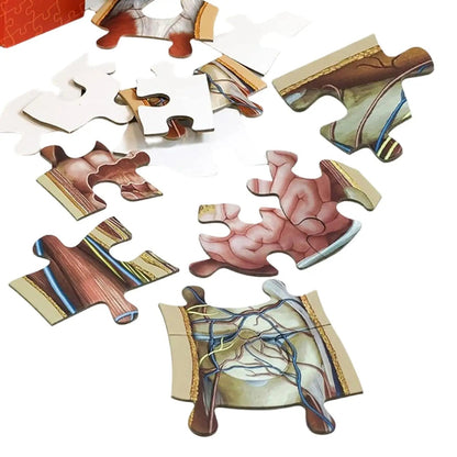 Speelo™ Educatieve Anatomie Puzzelset