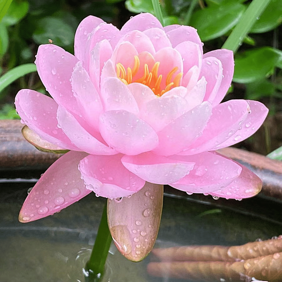 Hortus™ Decoratief Lotusbloem Zaadpakket