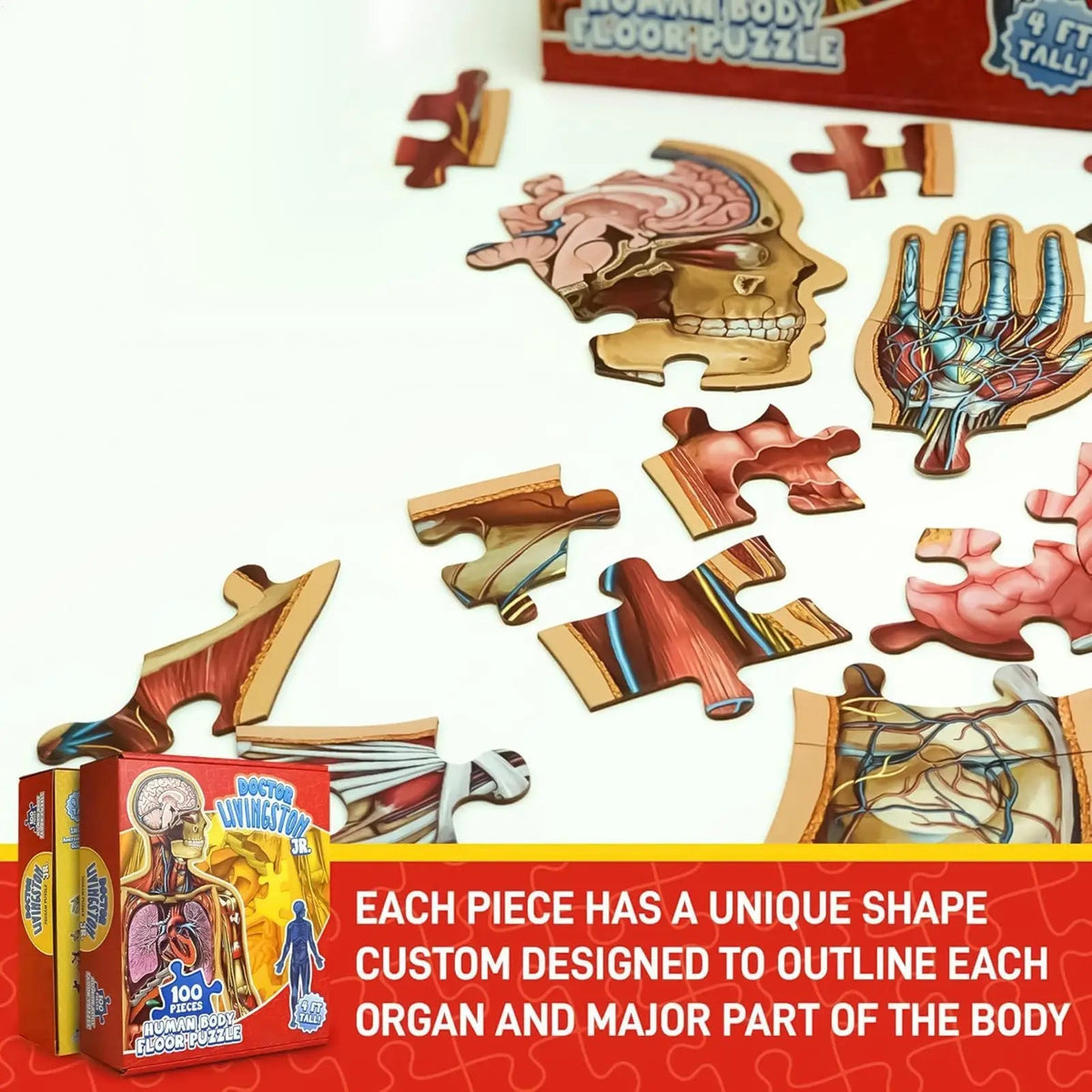 Speelo™ Educatieve Anatomie Puzzelset