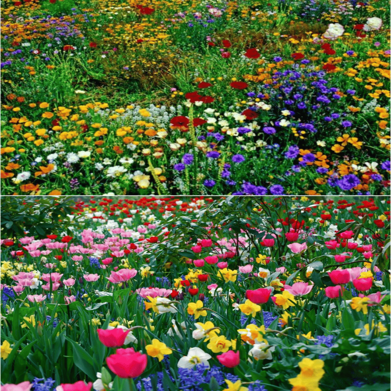 Hortus™ Gemengde Bloemenzaden