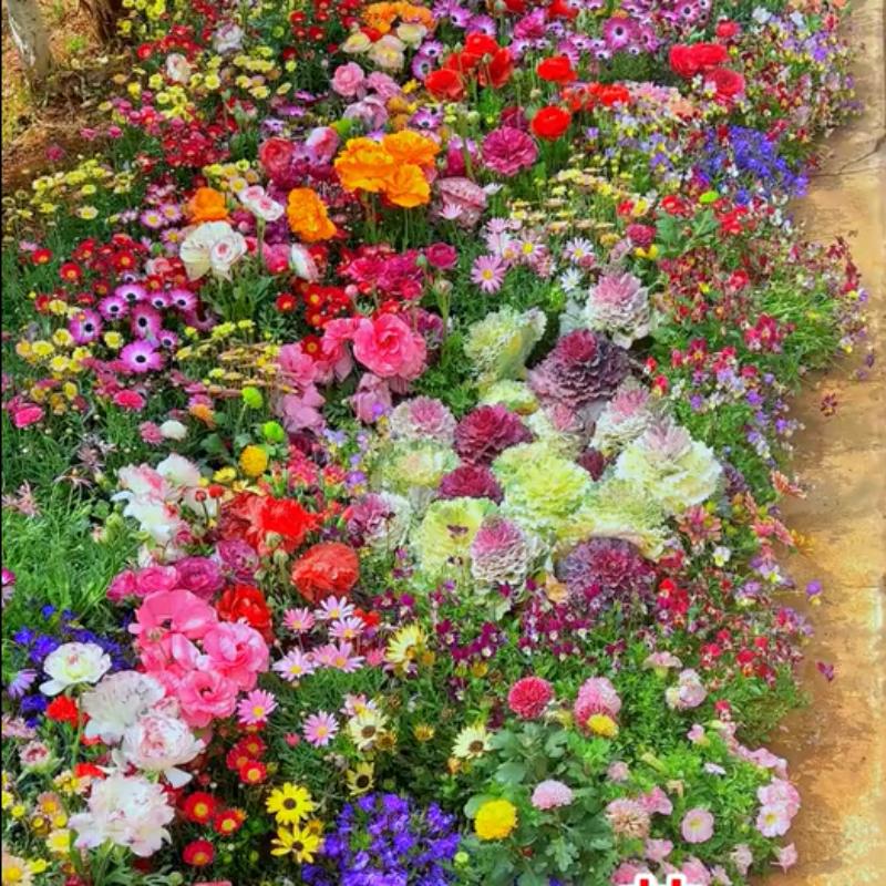 Hortus™ Gemengde Bloemenzaden