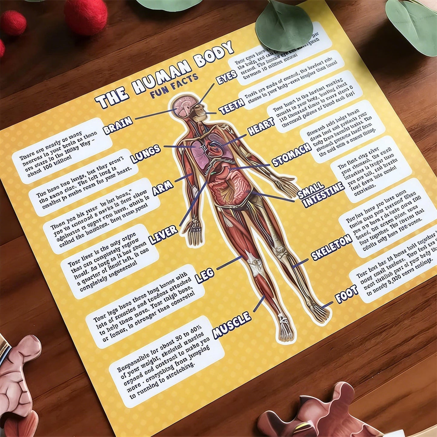 Speelo™ Educatieve Anatomie Puzzelset