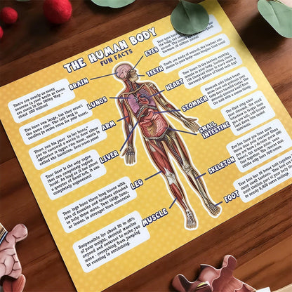 Speelo™ Educatieve Anatomie Puzzelset