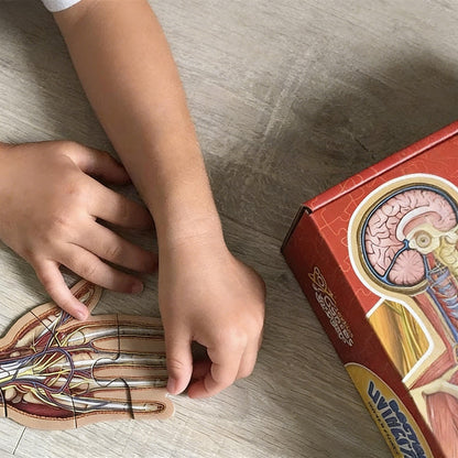 Speelo™ Educatieve Anatomie Puzzelset