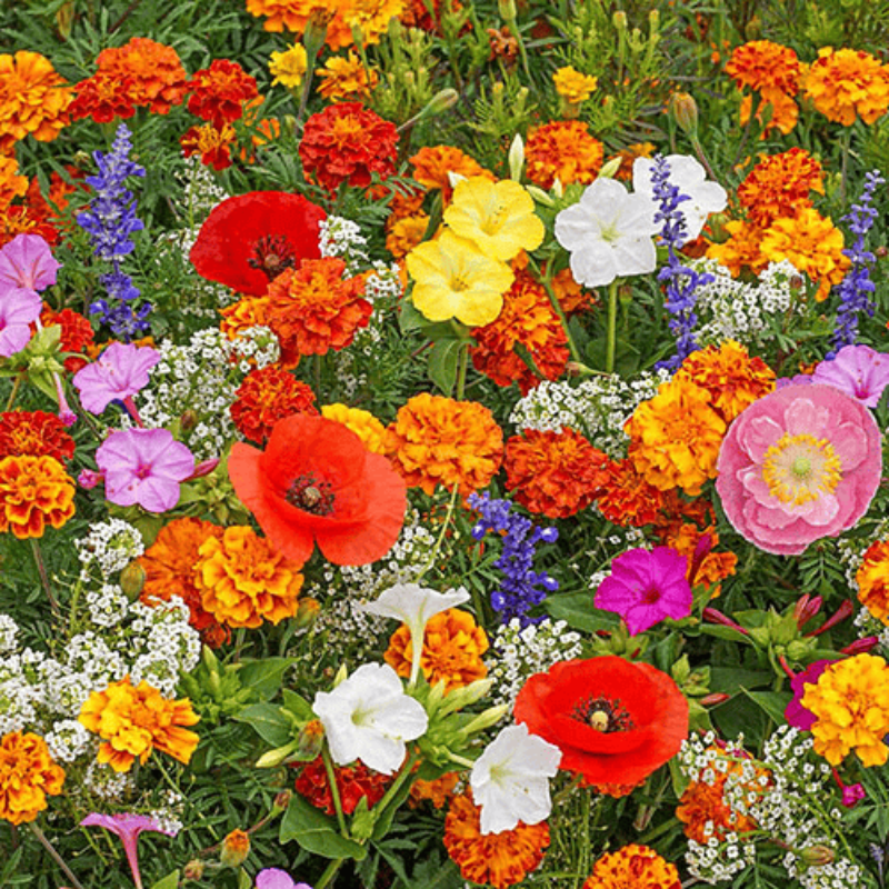 Hortus™ Gemengde Bloemenzaden
