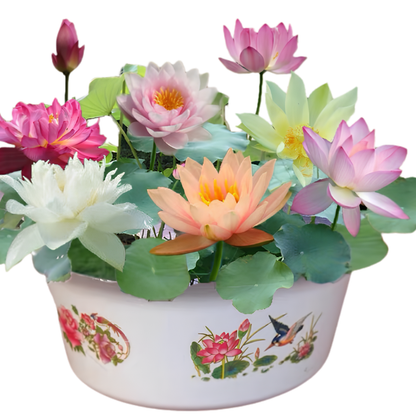 Hortus™ Decoratief Lotusbloem Zaadpakket