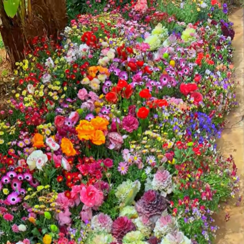 Hortus™ Gemengde Bloemenzaden