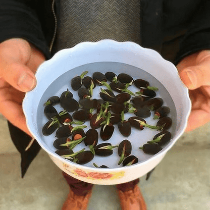 Hortus™ Decoratief Lotusbloem Zaadpakket